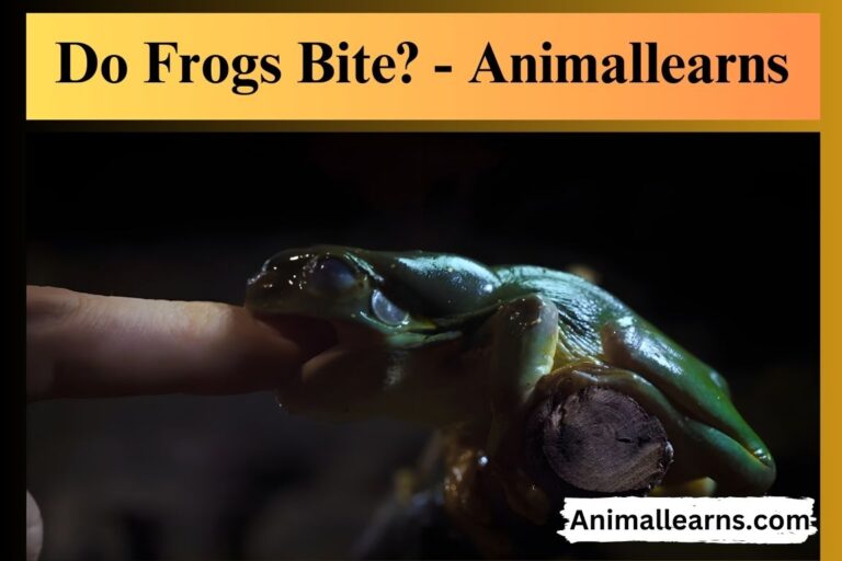 Do Frogs Bite? – Animallearns