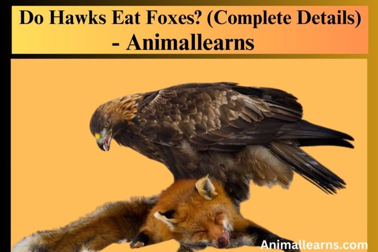 Do Hawks Eat Foxes? (Complete Details) – Animallearns