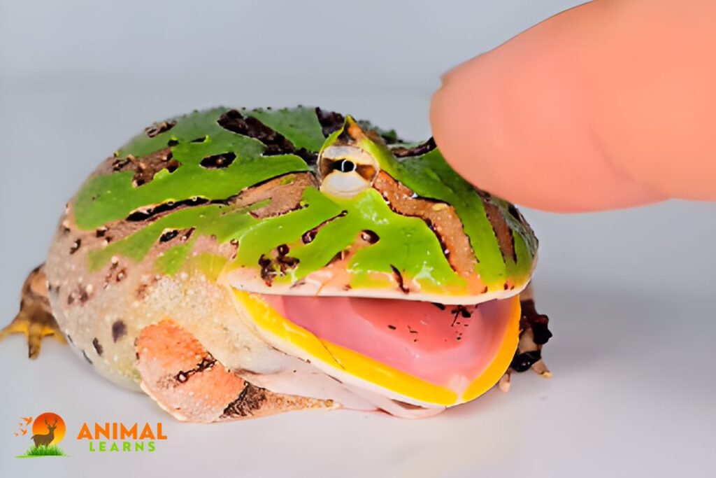 Do Pacman Frogs Bite