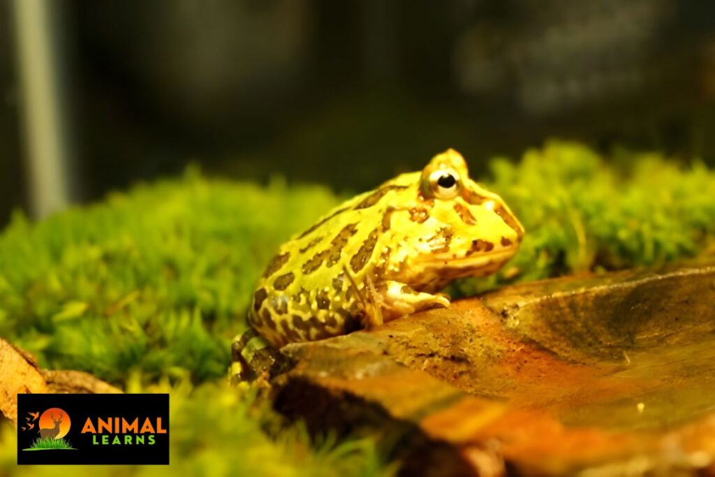 Frog Habitat and Adaptation
