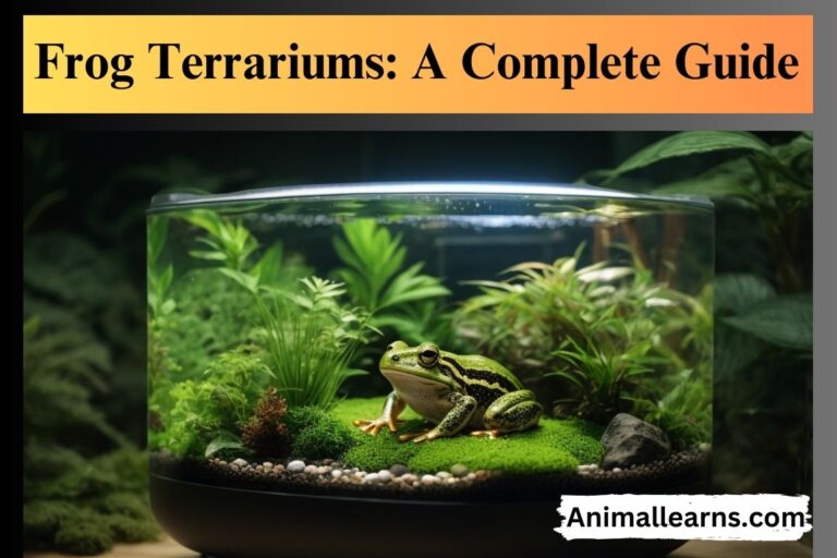 Frog Terrarium: A Complete Guide