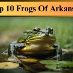Frogs Of Arkansas