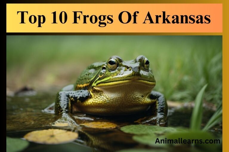 Top 10 Frogs Of Arkansas | Frogs and Toads of Arkansas