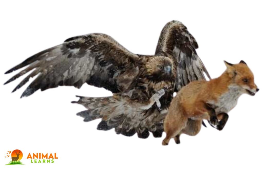 How Do Foxes Defend Themselves Against Hawks