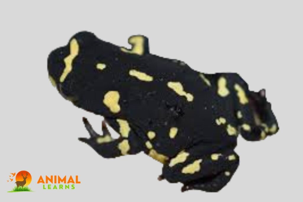 How Do I Buy A Bumblebee Toad (Melanophryniscus stelzneri)