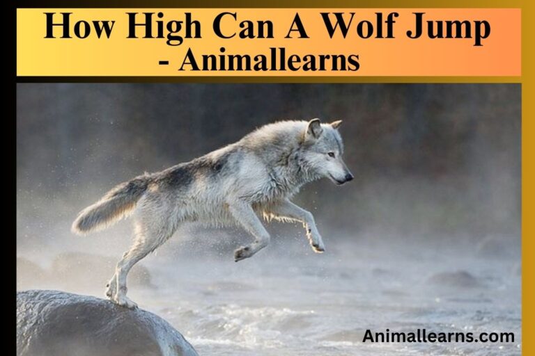 How High Can A Wolf Jump? – Animalleearns