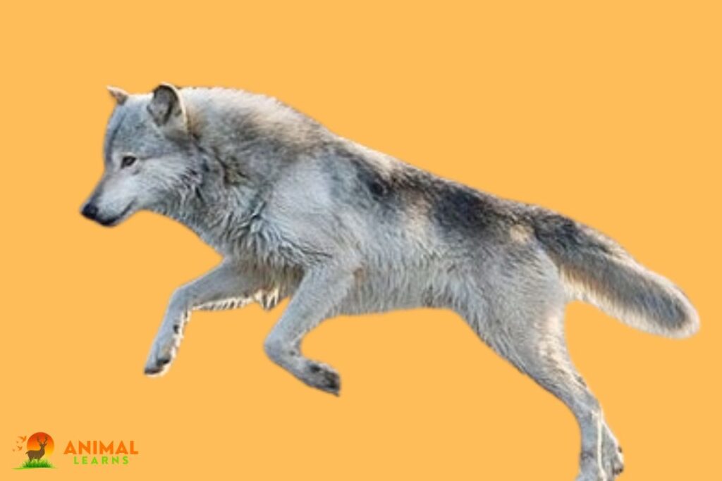 How High Can A Wolf Jump - Animalleearns