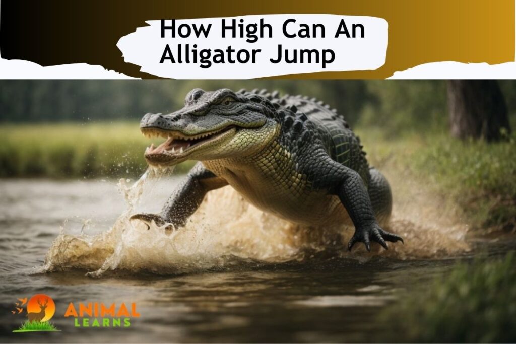 How High Can An Alligator Jump - Animallearns