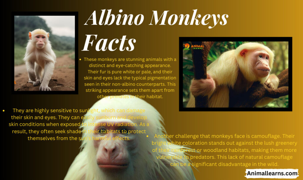 Interesting Facts About Albino Monkey