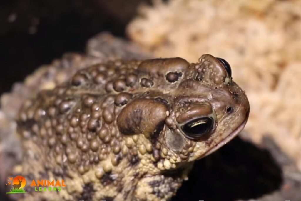Myths About Toads