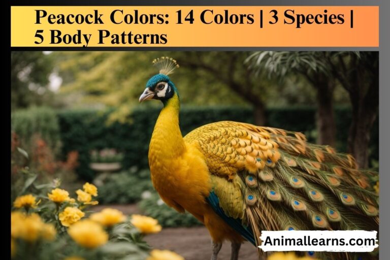 Peacock Colors: 14 Colors | 3 Species | 5 Body Patterns