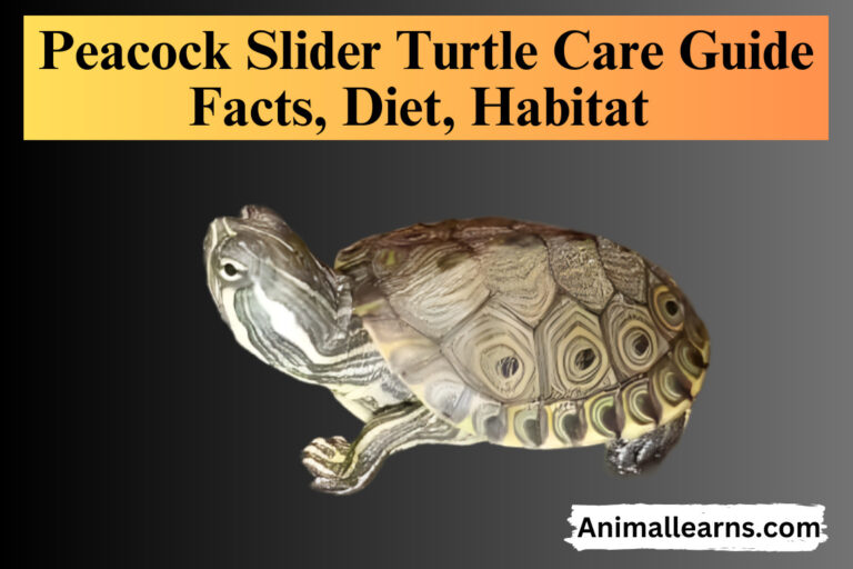 Peacock Slider Turtle Care Guide | Facts, Diet, Habitat