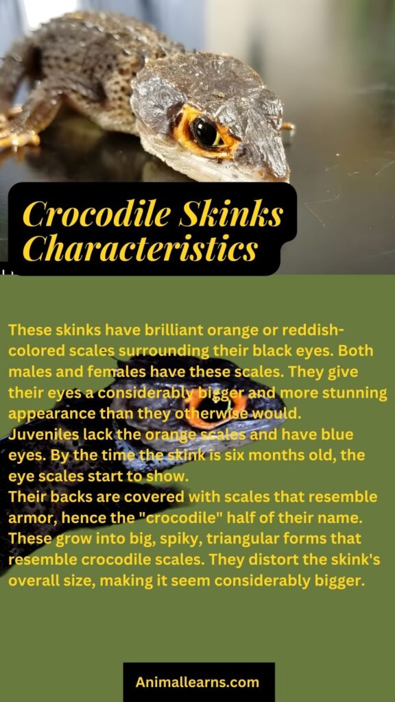 Physical Characteristics of Red-Eyed Crocodile Skinks
