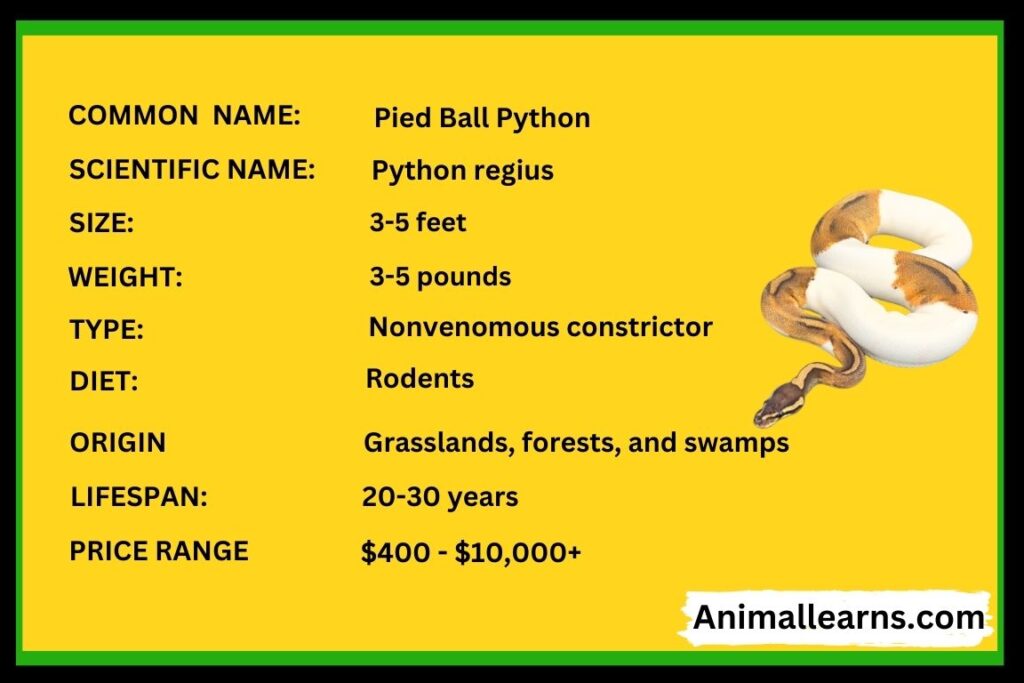 Pied Ball Python Facts, Diet & Habitat - Animallearns