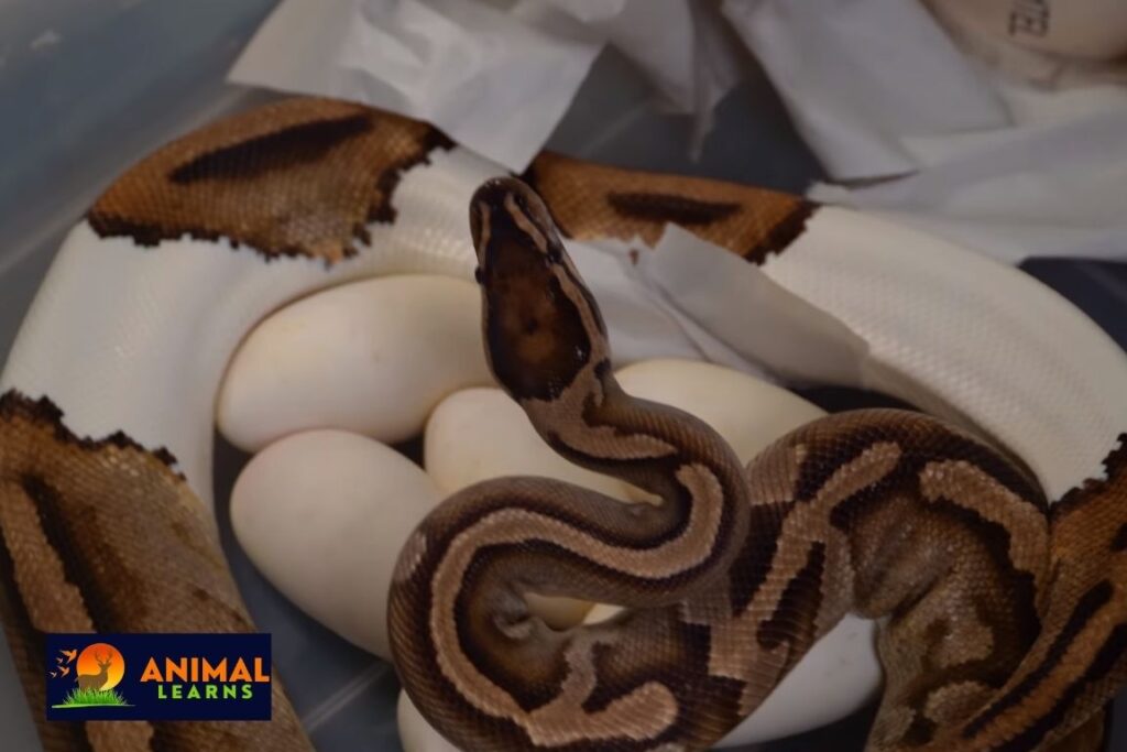 Pied Ball Pythons as Pets