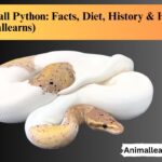 Pied ball python