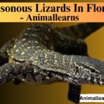 Poisonous Lizards In Florida - Animallearns