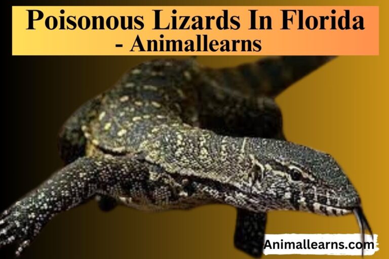 4 Examples of Poisonous Lizards In Florida – Animallearns