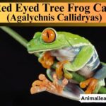 Red Eyed Tree Frog Care