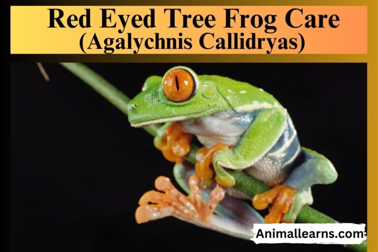 Red Eyed Tree Frog Care (Agalychnis Callidryas)