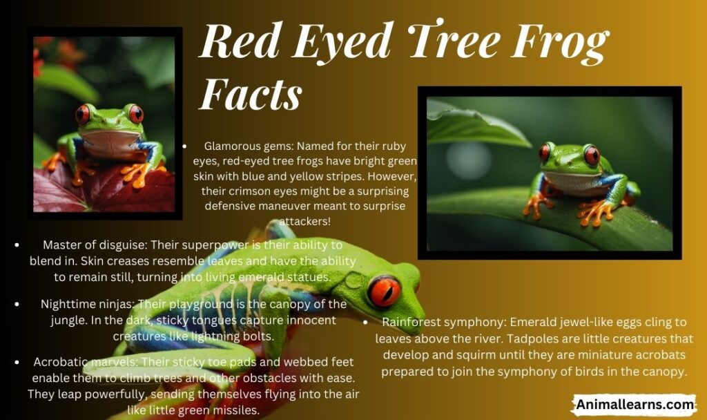 Red-Eyed Tree Frog Facts