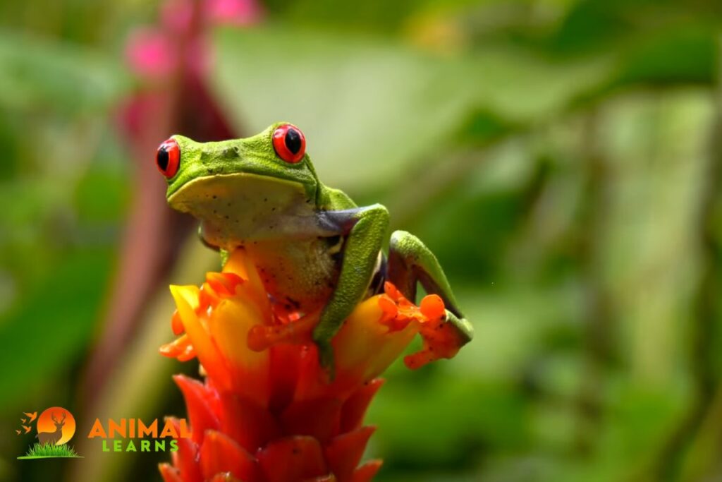 Red-Eyed Tree Frog Poisonous