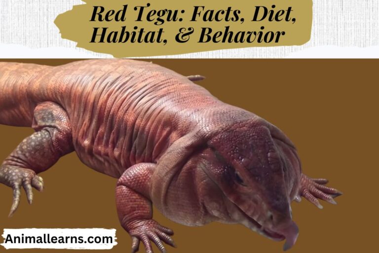 Red Tegu: Facts, Diet, Habitat, & Behavior