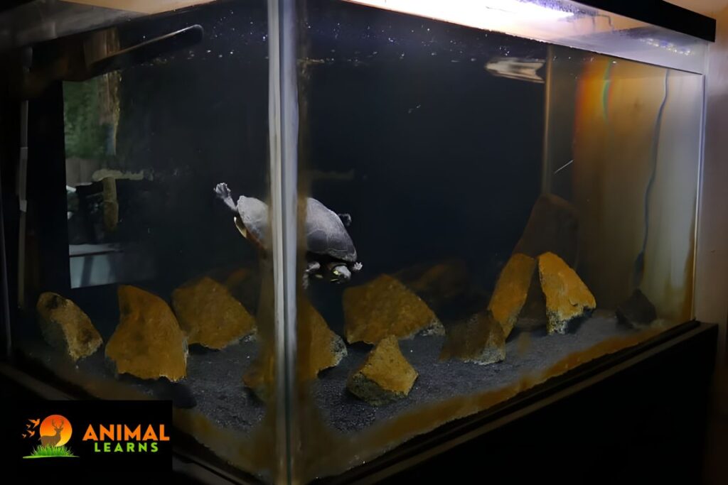 Tank Requirements for Peacock Slider Turtle