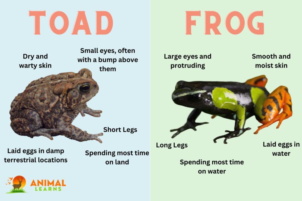Toads vs Frogs: What’s the Difference?