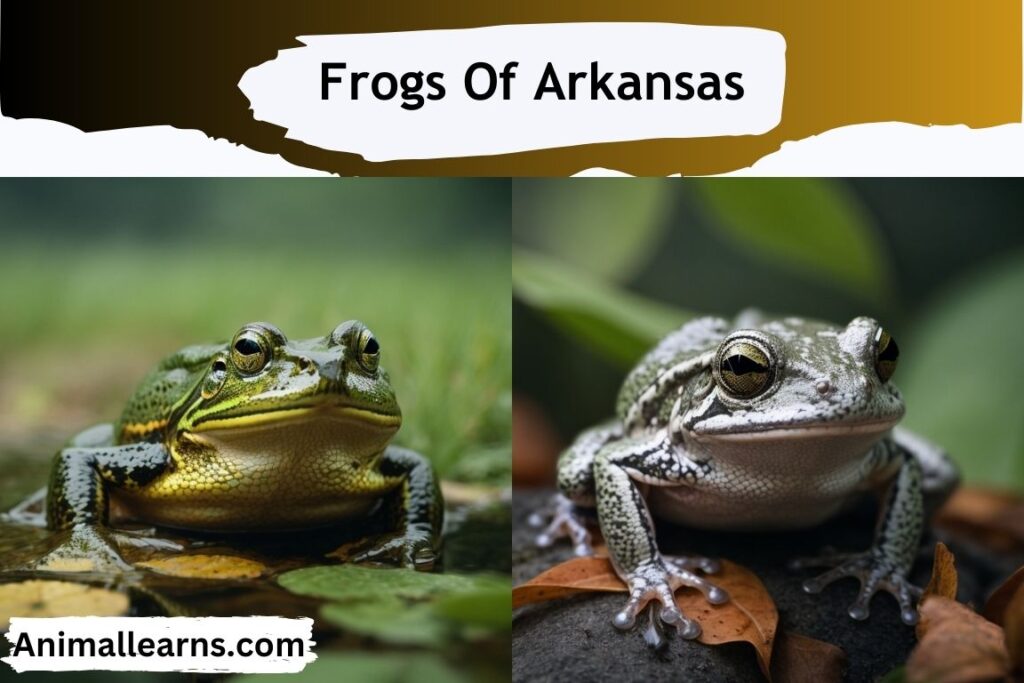 Top 10 Frogs Of Arkansas Frogs and Toads of Arkansas