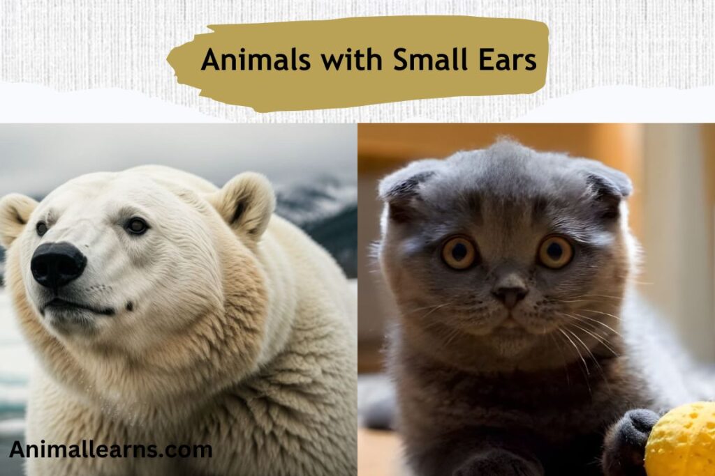 Top 11 Examples of Animals with Small Ears (With Pictures)