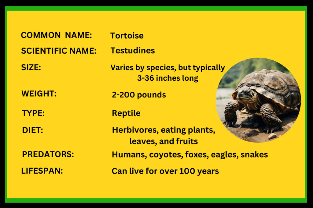 Tortoise Diet, Habitat, Facts