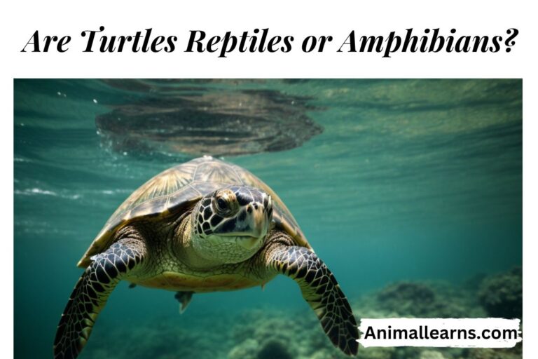 Are Turtles Reptiles or Amphibians?