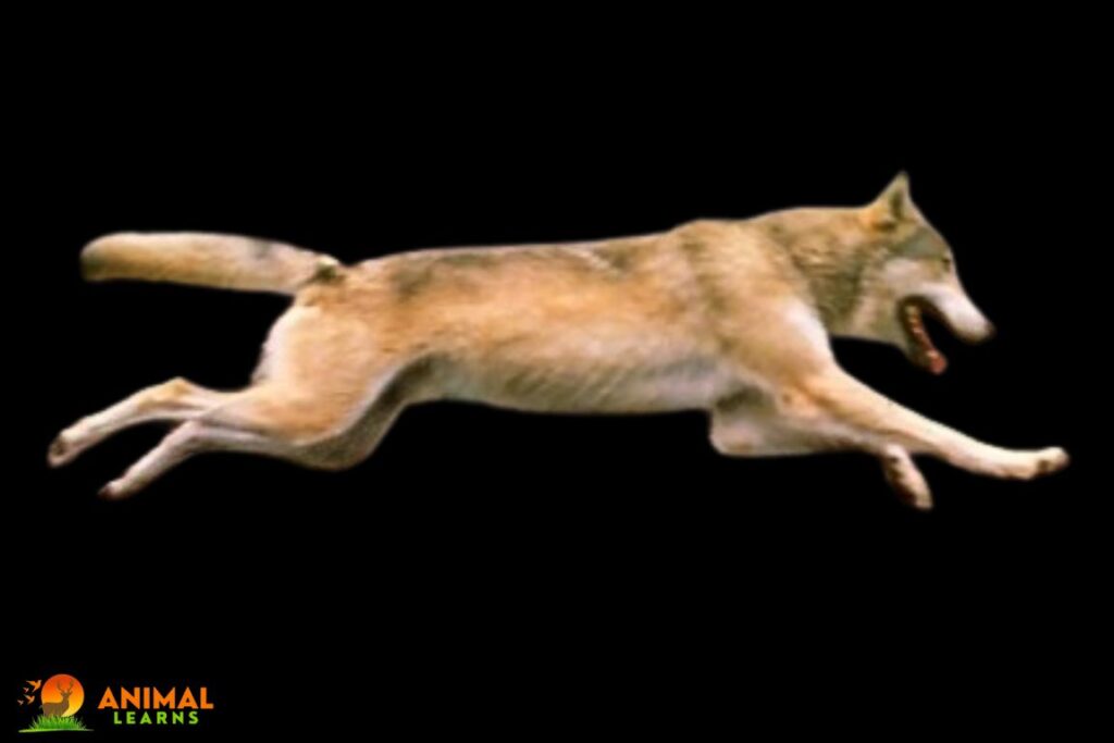 What Factors Affect A Wolf’s Jumping Ability