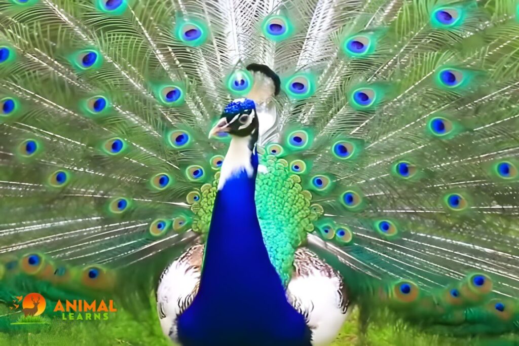 White-Eyed Peacocks