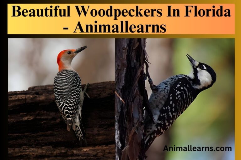 9 Beautiful Woodpeckers In Florida – Animallearns
