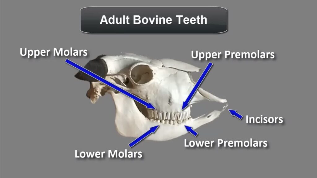 cows teeth diagram