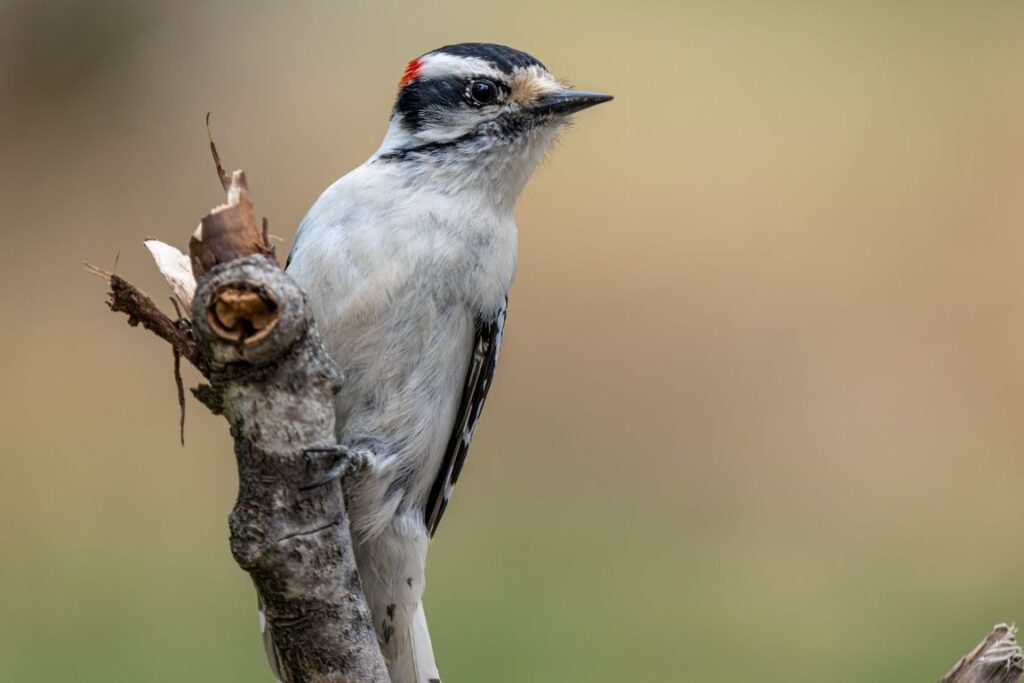 woodpeckers wallpaperes