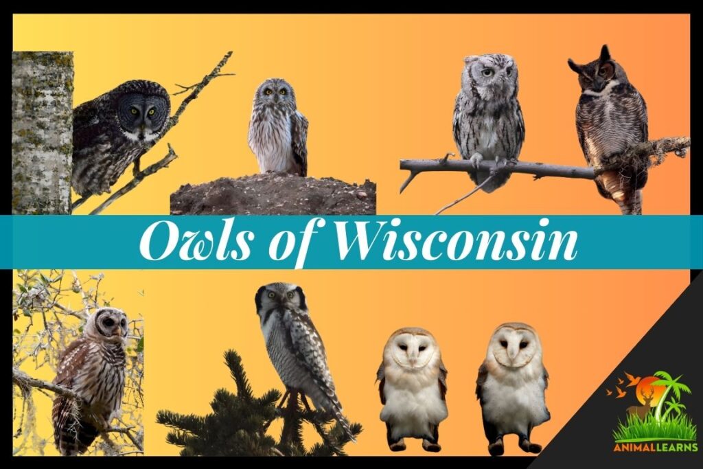 11 Owls of Wisconsin (With Picture) - Animallearns