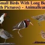 Small Birds With Long Beaks