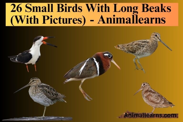 26 Small Birds With Long Beaks (With Pictures) – Animallearns
