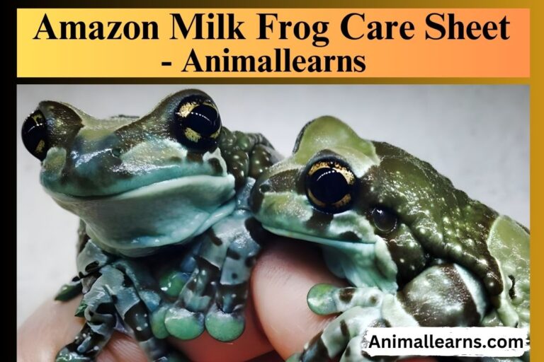 Amazon Milk Frog Care Sheet – Animallearns