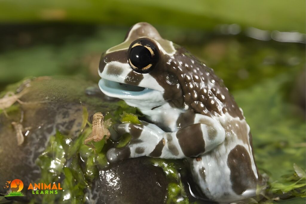 Amazon Milk Frog Care Sheet - Animallearns