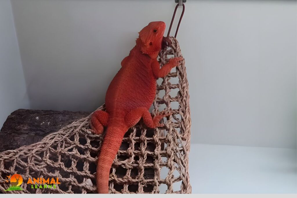 Are Red Bearded Dragons Friendly