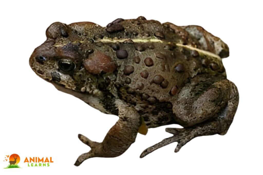 Boreal Toad