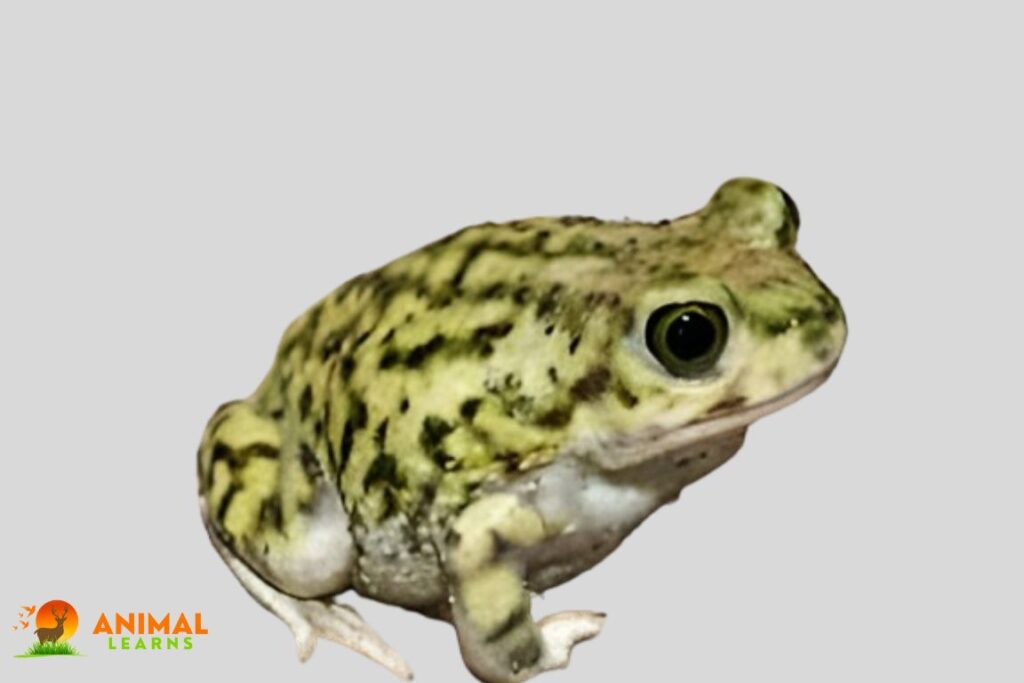 Couch’s Spadefoot Toad