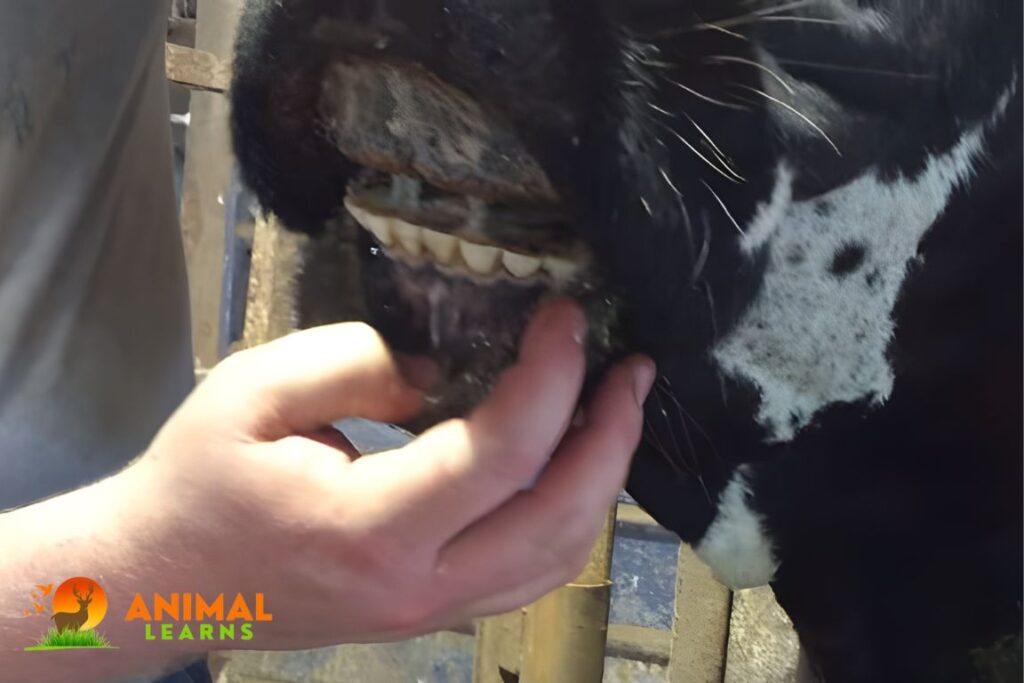Cows Teeth: Do Cows Have Teeth? - Animallearns