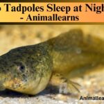 Do Tadpoles Sleep at Night