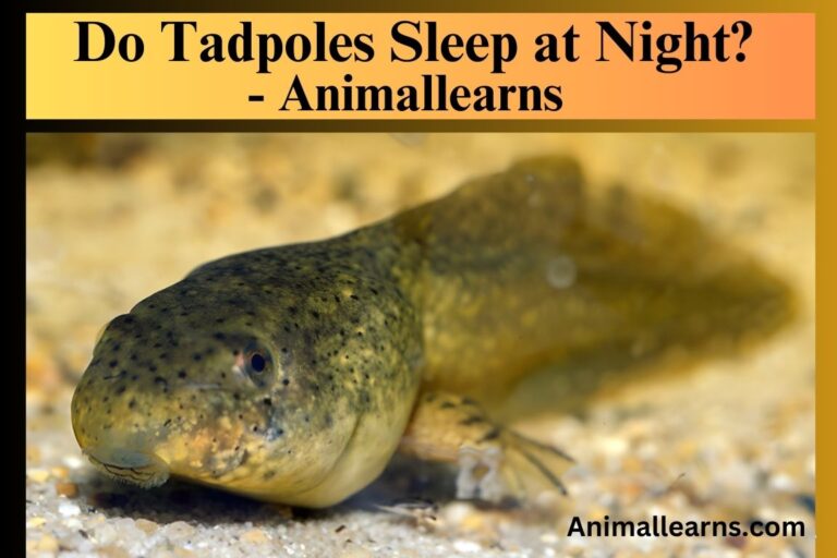 Do Tadpoles Sleep at Night? – Animallearns