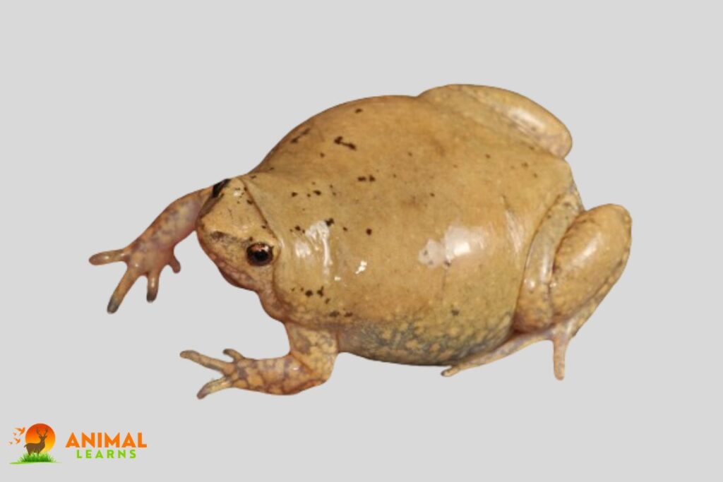 Great Plains Narrow-Mouthed Toad